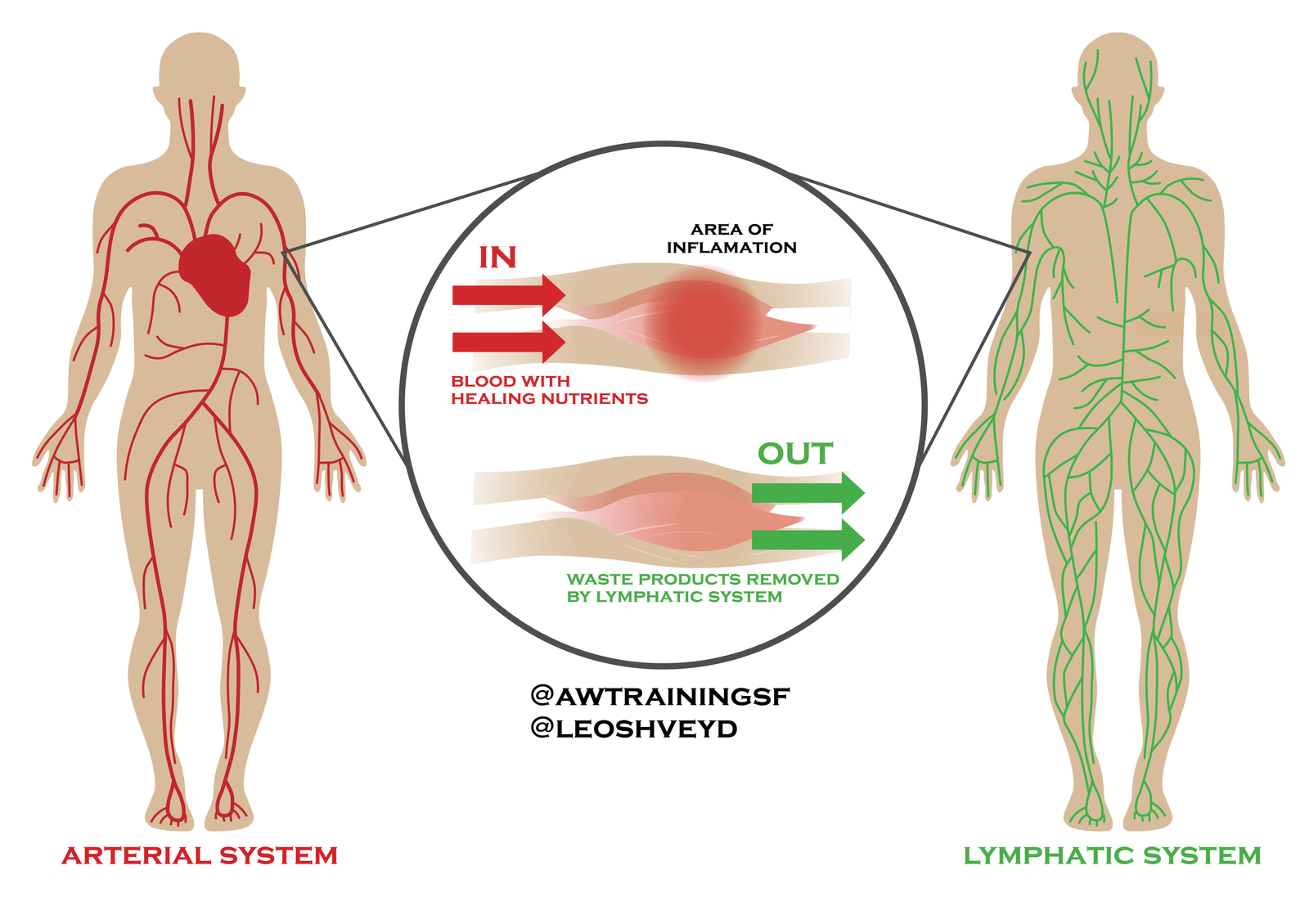 Reduces Inflammation and Promotes Circulation